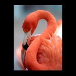 Flamingo26