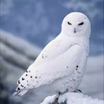 Great White Owl