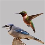 Hummingbird & Blue Jay