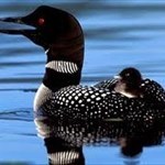 Loon_Lover