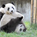 Panda Inc