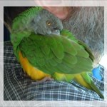 Parrot Parents