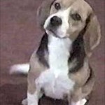 Porthos The Beagle