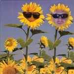 Sunflower Twin