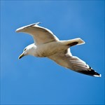 Sussex Seagull