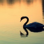 Swan-of-Avon