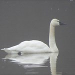 Swan_Queen