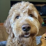 Tazdoodle