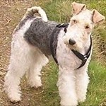 The Foxterriers