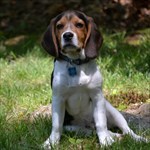 The Hampstead Beagle