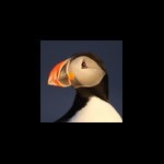 The Puffin