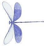 bluedragonfly