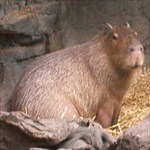 capybaron