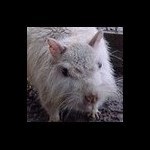 chillyrodent