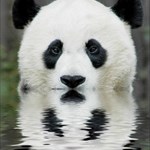 covert panda