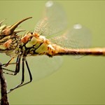 dragonfly111