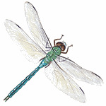 dragonflyser