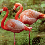 flamingo chaser