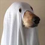 ghostdog2