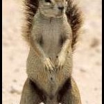 harley_squirrelnuts