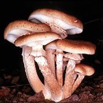 mushroomman1