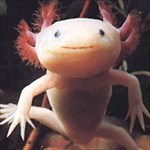 oxolotl