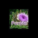 purpleartichoke