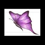 purplebutterflychick