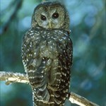 spotted-owl