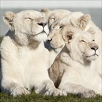 team White Lions