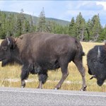 two bison