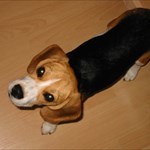 wandering beagle