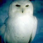 white_owl