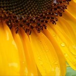 yellow_sunflowers