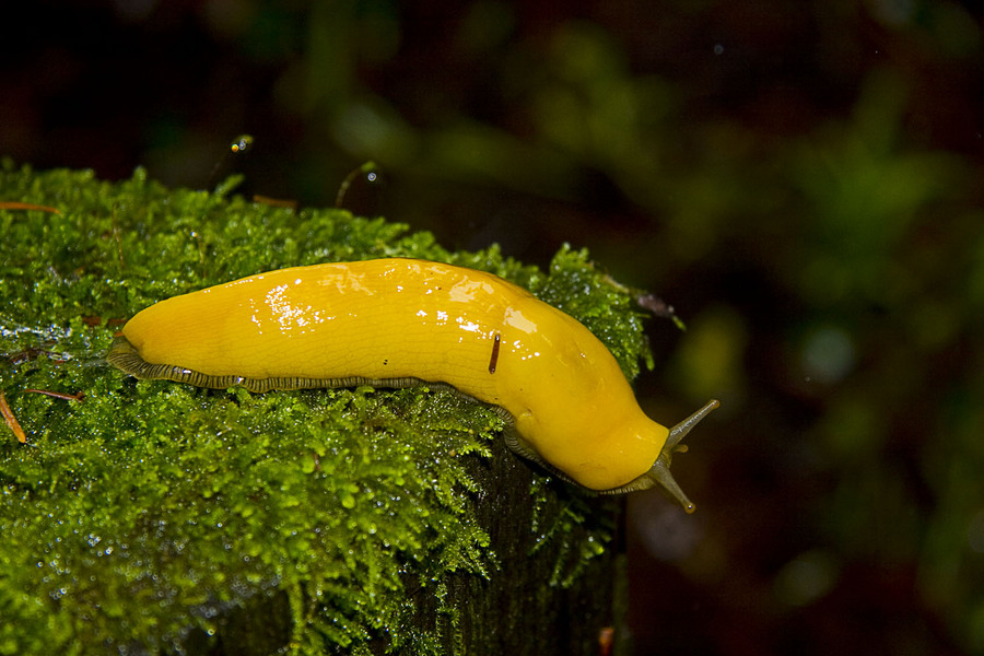 banana_slug_2