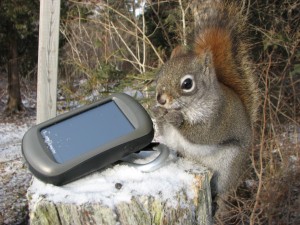 Caption Contest Squirrel