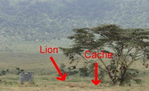 caption of the week lion