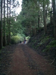 the enchanter forest 4