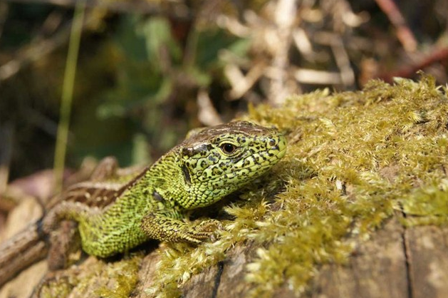 Gecko 2012 4