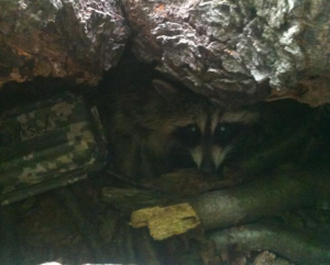 caption contest idea 5 racoon