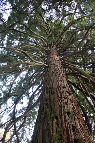 The cache is not in the tree. Please don't try to climb it. Photo by geocacher TreasureHunter82