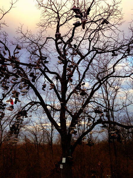 Sunset at the tree of soles. Photo by geocacher MASIE2012