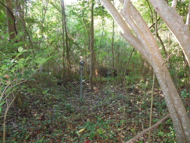 Can you see it? Photo courtesy of Tallahassee-Lassie