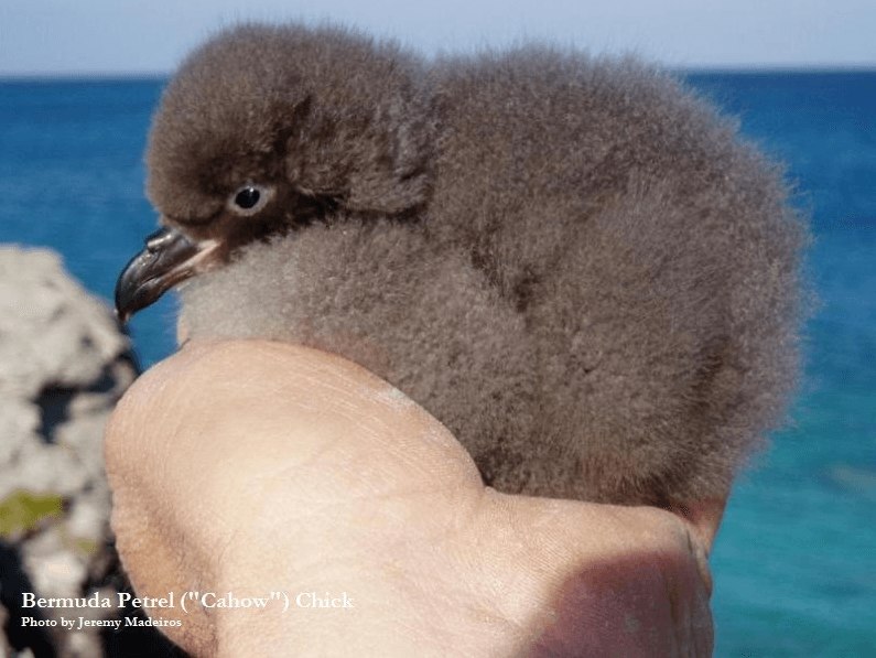 Bermuda Conservation GeoTour