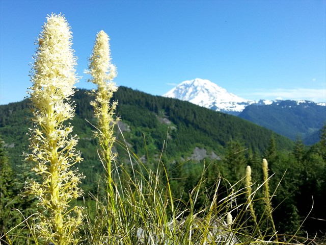 Mount Rainier views on the hike up.
