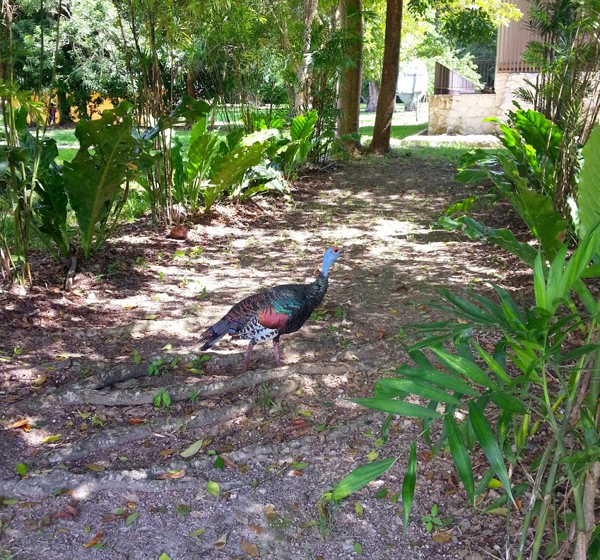 Wild Turkey Wild Turkey