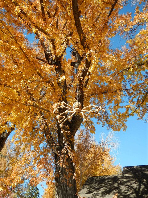 The beast coming down from its lair. Photo by HockeyHiker19