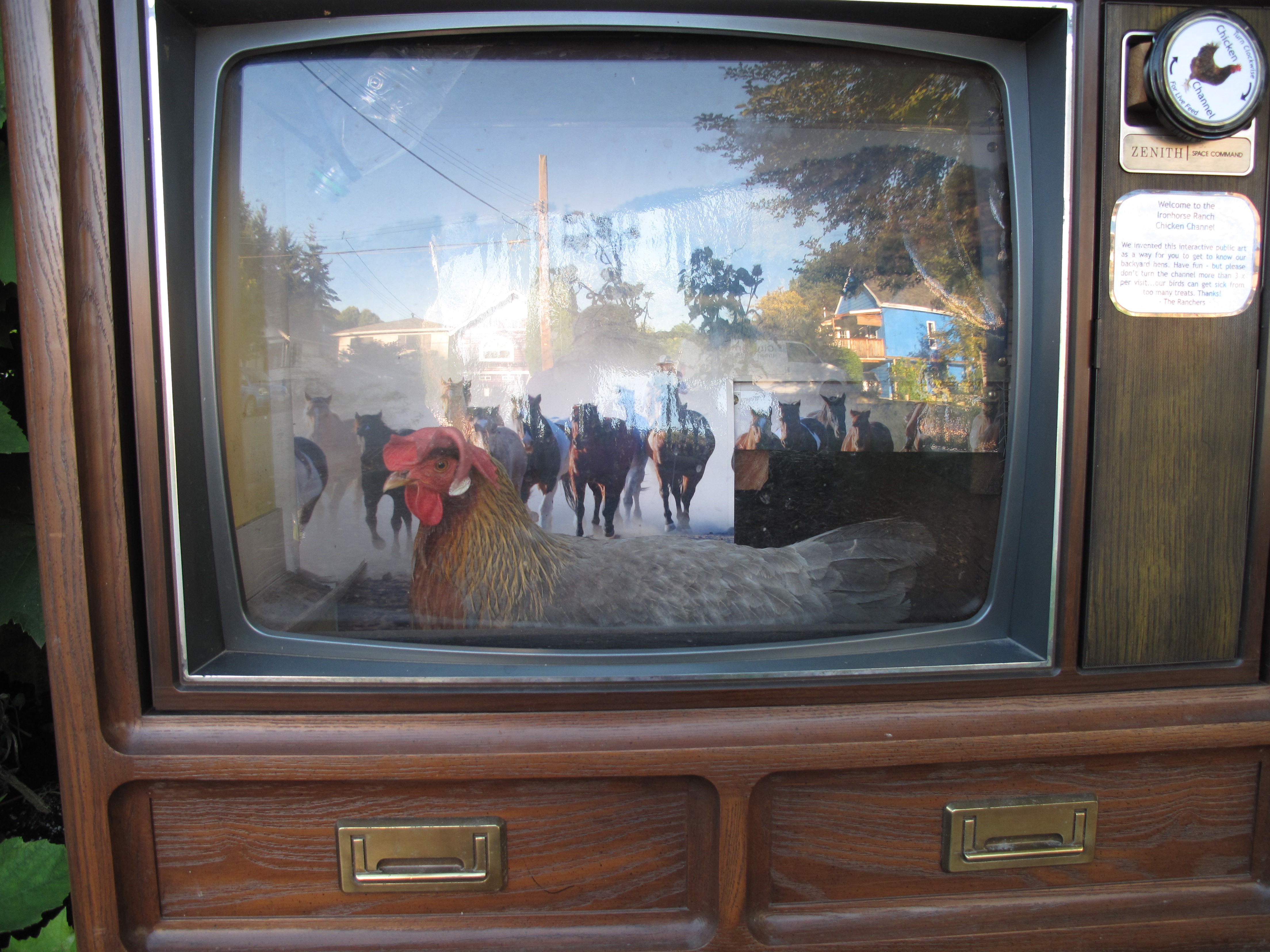 Tune into the Chicken Channel! 