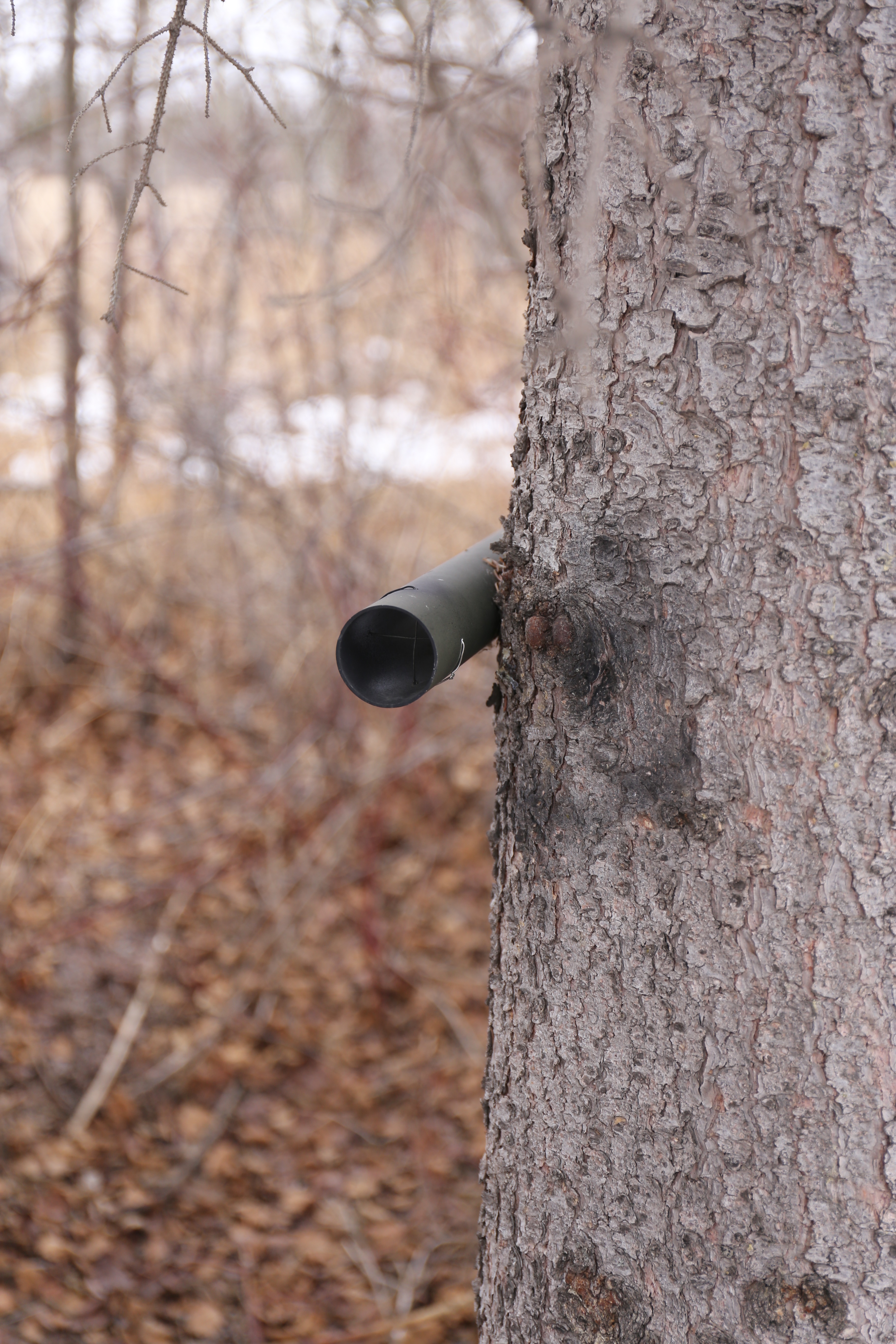 You can see the final from here. (No living trees were harmed during the placement of this geocache.)