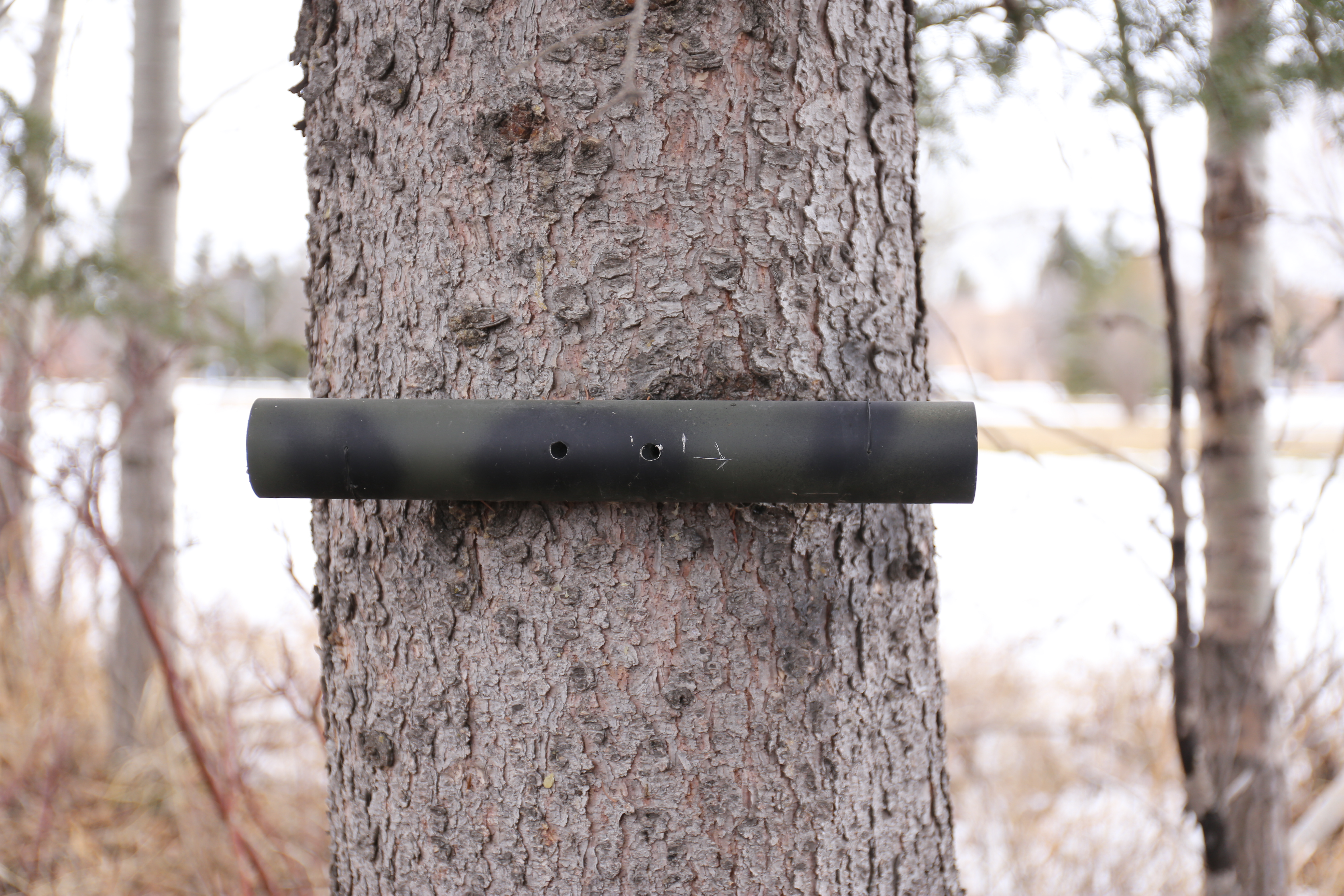 Your geo-scope. (No living trees were harmed during the placement of this geocache.)